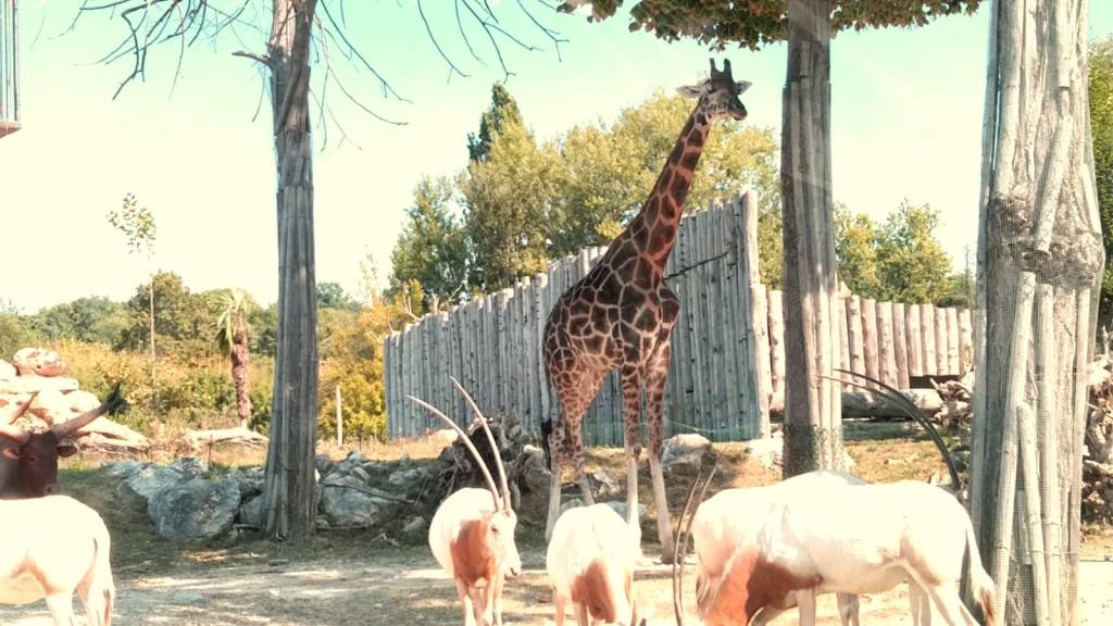 zoo safari verona immagini
